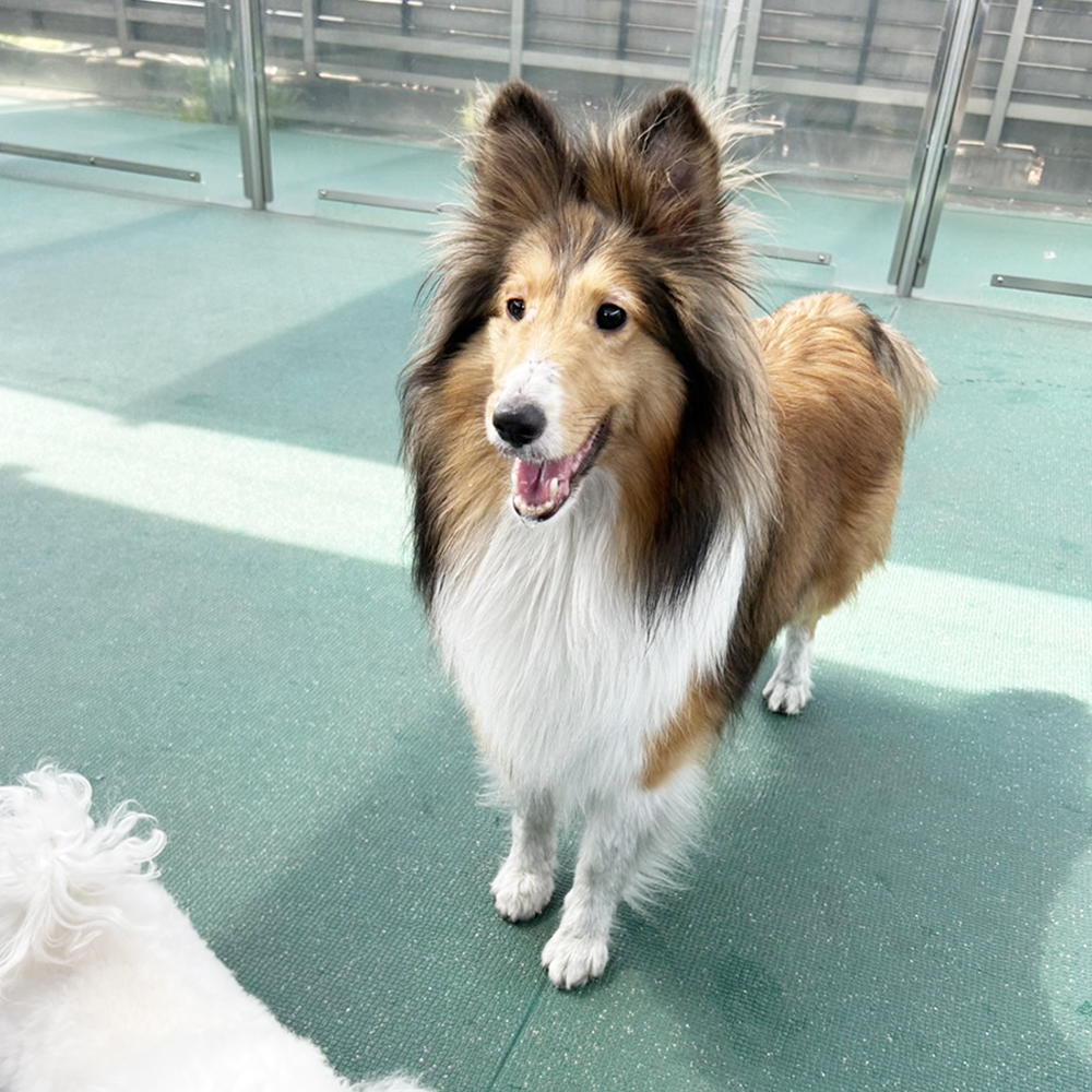 生徒が撮影してくれたモデル犬☆②